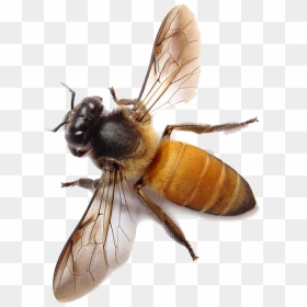 Bee Png Image - Honey Bee Transparent Background, Png Download - honey bee png