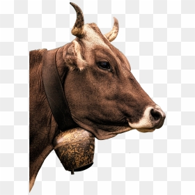 Cow Head Png, Transparent Png - cow head png