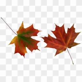 Red Leaves Falling Png, Transparent Png - autumn png