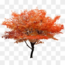 Autumn Png Transparent Image - Transparent Autumn Tree Png, Png Download - autumn png