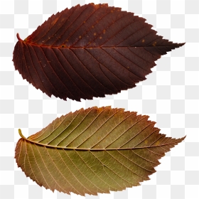 Ulmus Alata, HD Png Download - autumn png