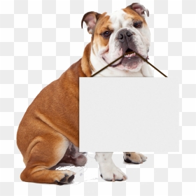 High Quality Bulldog Holding Blank Sign Blank Meme - Happy Easter English Bulldogs, HD Png Download - blank sign png