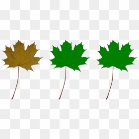 Maple Leaf, HD Png Download - autumn png