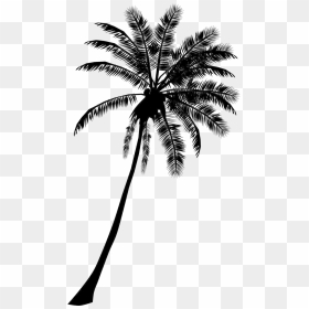 Black Coconut Tree Png - Silhouette Palm Tree Png, Transparent Png - white tree png