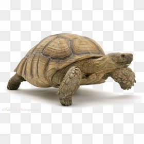 Tortoise Png Image - Transparent Tortoise No Background, Png Download - tortoise png