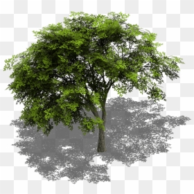 Preview - Free Tree Cinema 4d Download, HD Png Download - trees top view png
