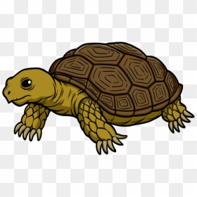 Tortoise Transparent - Transparent Background Tortoise Clipart, HD Png Download - tortoise png