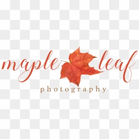 Maple Leaf Photography - Maple Leaf Photography Logo, HD Png Download - autumn png