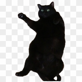 Fat Black Bombay Cat, HD Png Download - white cat png