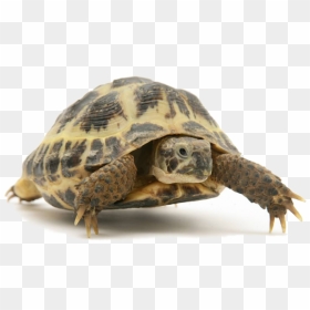 Tortoise Images Png , Png Download - Tortoise Png, Transparent Png - tortoise png