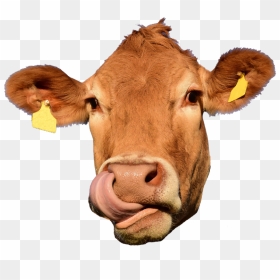 Picture - Cow Head Meat Png, Transparent Png - cow head png