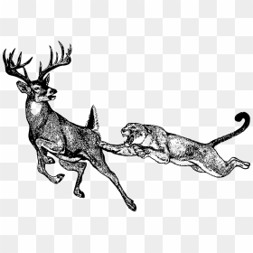 Deer And Mountain Lion - Lion And Deer Drawing, HD Png Download - mountain lion png