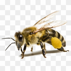 Bee Png Hd - Transparent Bee, Png Download - bee clipart png