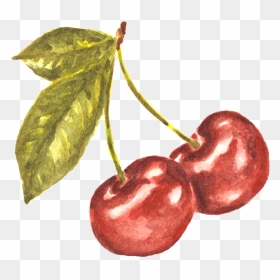 Pair Of Cherries Watercolor Study - Cherry Watercolor Transparent Background, HD Png Download - cherries png