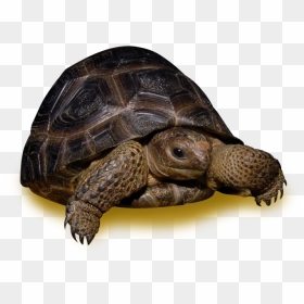 35 Pound Tortoise , Png Download - Desert Tortoise, Transparent Png - tortoise png