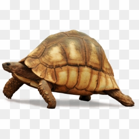 Conservancy Turtles In Trouble - Galapagos Tortoise Clip Art, HD Png Download - tortoise png