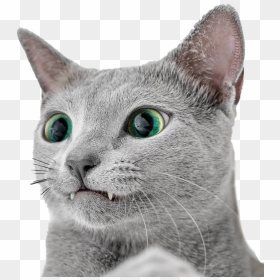 Silver Cat, HD Png Download - white cat png