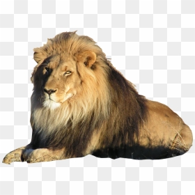 Lion Image Clipart - African Lion Png, Transparent Png - lion face png