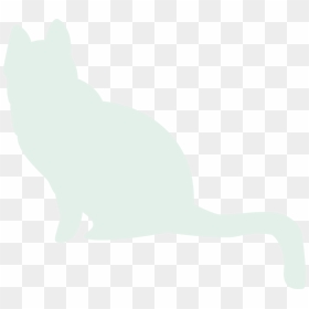 To Medium Sized Cats - Squitten, HD Png Download - white cat png