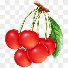 Cherries Png Image - Bunch Of Cherries, Transparent Png - cherries png