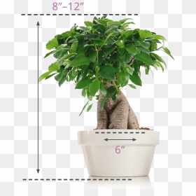 Just Add Ice Bonsai, HD Png Download - trees top view png