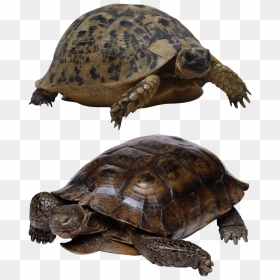 Tortoise Png, Transparent Png - tortoise png