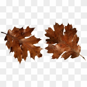 Autumn Png Leaf, Transparent Png - autumn png