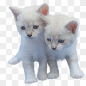 Cat, Isolated, Cut Out, Kitten, White, Pet, Animal - White Small Cut Cat, HD Png Download - white cat png