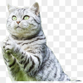 Cat Praying Png, Transparent Png - white cat png