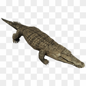 Download Crocodile Png Pic 189 - Alligator Png Transparent, Png Download - crocodile png
