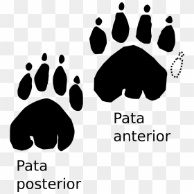 Transparent Foot Print Png - Sonic Gear Tatoo Duo 3, Png Download - tiger paw png