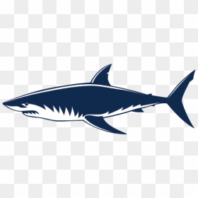 Requiem Sharks Great White Shark Shark Jaws - Shark Vector Transparent, HD Png Download - jaws png