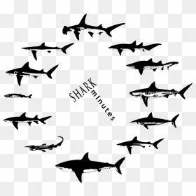 The Updated Shark Minutes Logo And T-shirts Are Here - Hammerhead, HD Png Download - jaws png