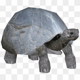 Aldabra Giant Tortoise - Aldabra Giant Tortoise Png, Transparent Png - tortoise png