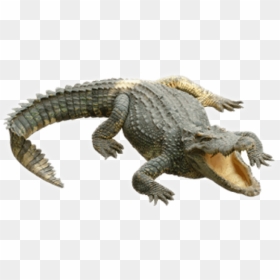 Free Png Images - Crocodile Transparent Background, Png Download - crocodile png