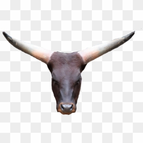 #cowhead #png #cowface #bullhead - Antelope, Transparent Png - cow head png