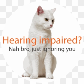 A Big Picture - Edenred, HD Png Download - white cat png