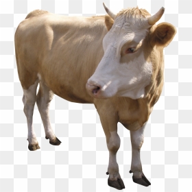 Cow Png - Animales Png Para Photoshop, Transparent Png - cow head png