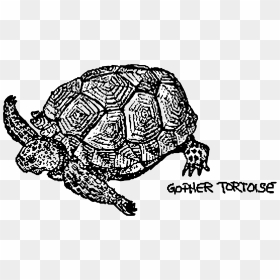 Thumb Image - Gopher Tortoise Clipart, HD Png Download - tortoise png