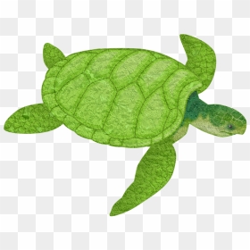 Sea Turtle Clipart Png, Transparent Png - tortoise png