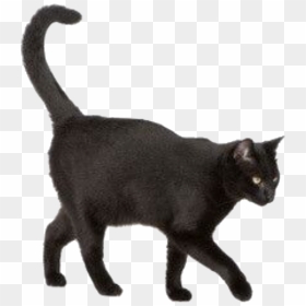 Black Cat, HD Png Download - white cat png