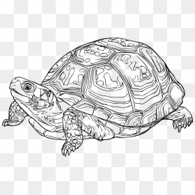Eastern Box Turtle Drawing, HD Png Download - tortoise png