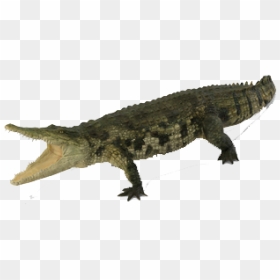Crocodile Png Free Images - Lizard, Transparent Png - crocodile png