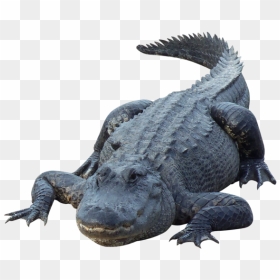 Crocodile Png For Web - Png Crocodile In Water, Transparent Png - crocodile png