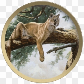 Rocky Mountain Lion - Cougar, HD Png Download - mountain lion png
