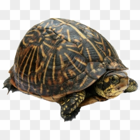 Tortoise Png Photo - Fast And Slow Movements, Transparent Png - tortoise png
