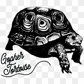 Tortoise - Galápagos Tortoise, HD Png Download - tortoise png