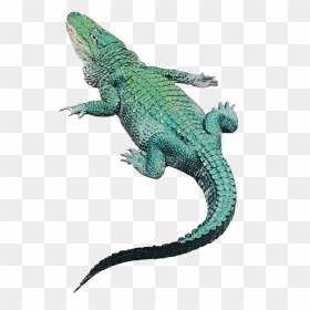 #crocodile #png #green #greenaestetic - Crocodile Sticker, Transparent Png - crocodile png