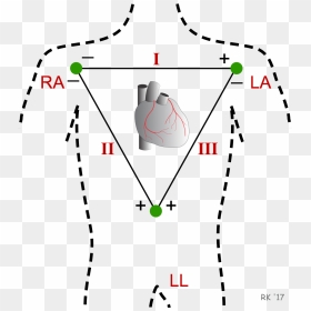 Ecg Einthoven Triangle - Ecg Leads, HD Png Download - ekg png