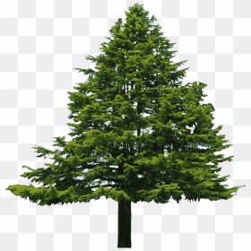 Evergreen Png File - Transparent Pine Tree Png, Png Download - evergreen png